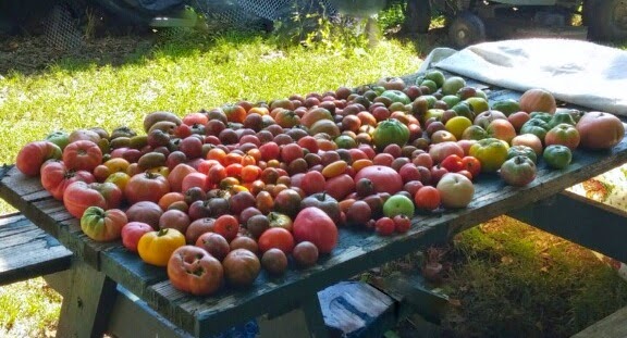 August tomatoes